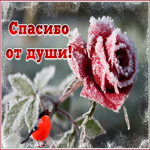 Картинка блестящая картинка спасибо от души с розой