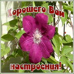 Открытка блестящая открытка хорошего настроения