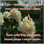 Открытка фото открытка с пионами