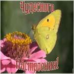 Открытка картинка чудесного настроения