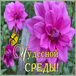 Picture картинка чудесной среды с яркими цветами