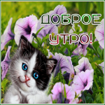 Picture картинка доброе утро с голубоглазым котенком