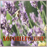 Картинка картинка хорошего дня с лавандой