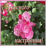 Открытка картинка хорошего настроения на целый день