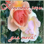 Картинка картинка красивые розы для тебя