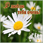 Картинка картинка люблю тебя очень сильно