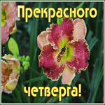 Картинка картинка прекрасного четверга