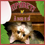 Picture картинка привет, а вот и я, с котиком