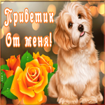 Картинка картинка привет с собачкой