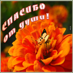 Открытка картинка спасибо от души