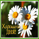 Postcard картинка хорошего дня с очаровательными ромашками