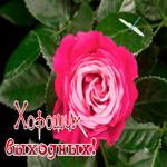 Picture картинка хороших выходных с прекрасной розой