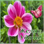 Picture картинка желаю удачи с изумительным цветком