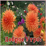 Открытка картинка желаю вам доброго утра