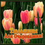 Картинка красивая открытка с тюльпанами