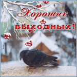 Picture милая картинка хороших выходных с голубем