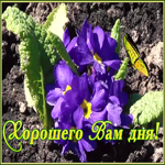 Картинка открытка чудесного дня