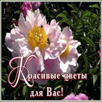 Открытка открытка с пионами от души