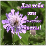 Открытка открытка с полевыми цветами