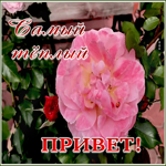 Картинка открытка самый теплый привет