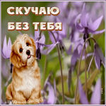 Открытка открытка скучаю с собачкой
