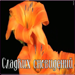 Открытка открытка спокойной ночи сладких снов