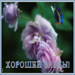 Картинка открытка среда день хороший