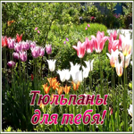 Открытка открытка тюльпаны для тебя