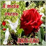 Открытка открытка я тебя люблю с розой