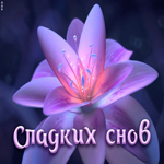 Картинка плейкаст сладких снов