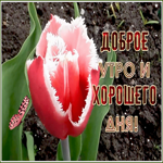 Открытка позитивная открытка доброе утро