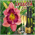 Postcard прекрасная открытка с субботой с шампанским