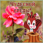 Postcard прикольная открытка с пожеланием чудесной среды