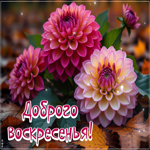 Postcard приятная картинка, доброго и тёплого воскресенья!