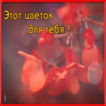 Открытка супер открытка с цветами
