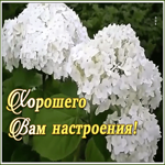 Открытка виртуальная открытка хорошего настроения