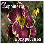 Картинка виртуальная открытки с воскресеньем