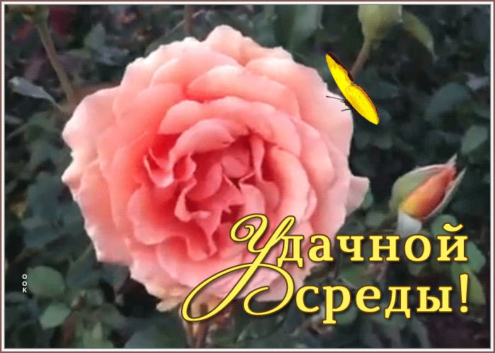 Открытка актуальная открытка со средой