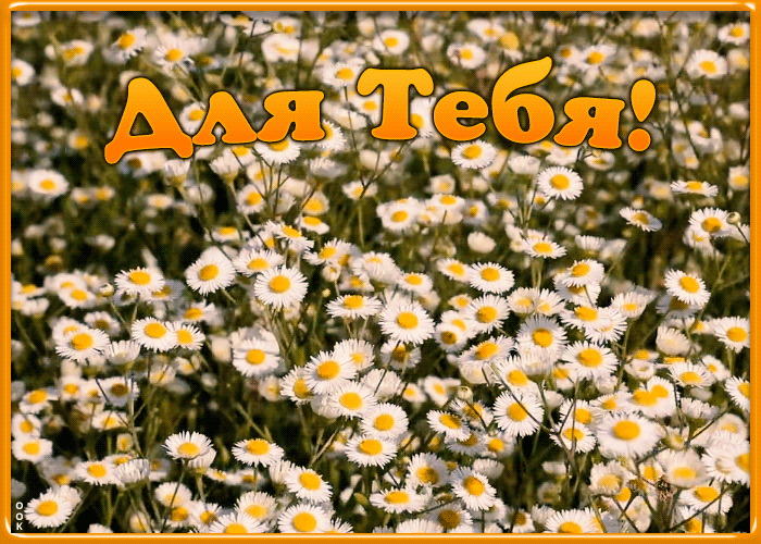 Картинка анимационная картинка с ромашками