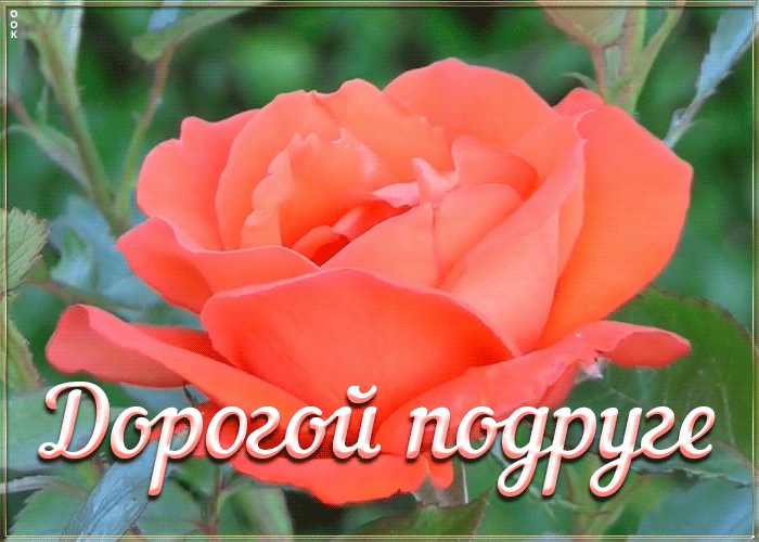 Открытка анимация дорогой подруге
