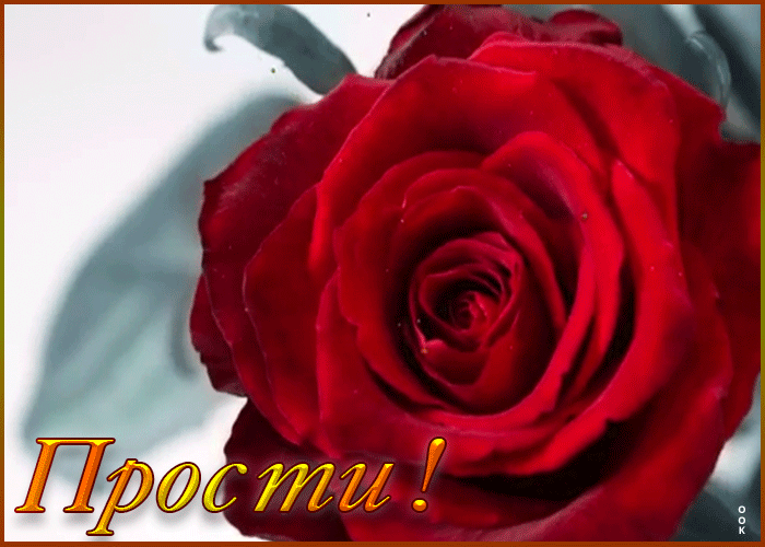 Картинка анимация прости с розой