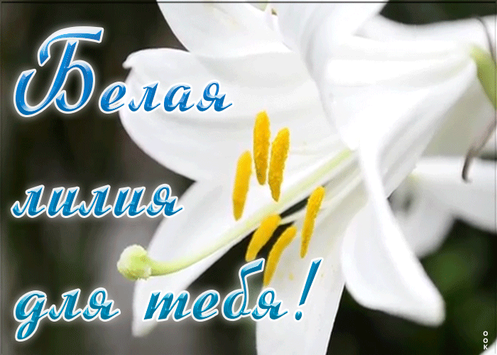 Открытка анимация с белой лилией для тебя