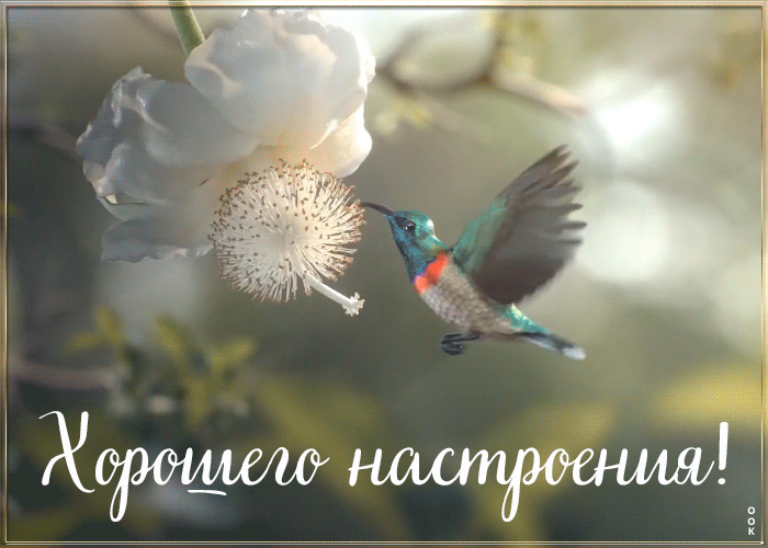 Картинка анимация с пожеланием хорошего настроения