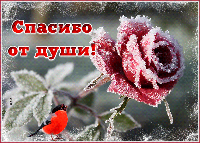 Картинка блестящая картинка спасибо от души с розой