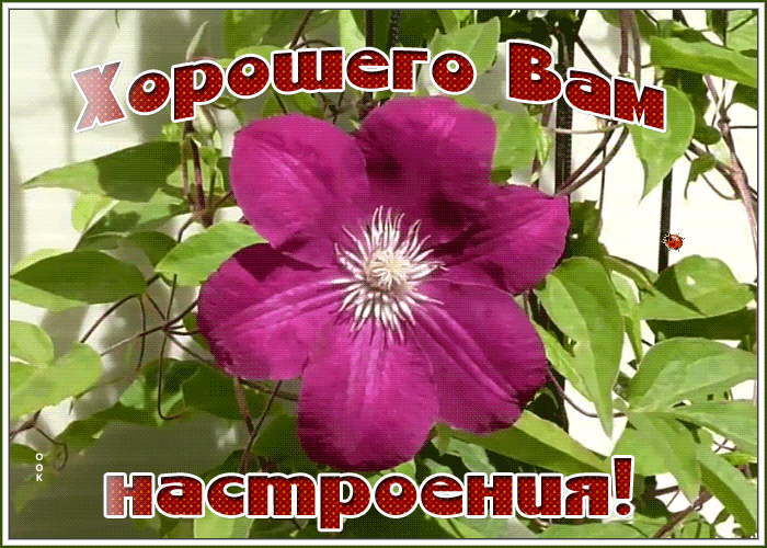 Открытка блестящая открытка хорошего настроения