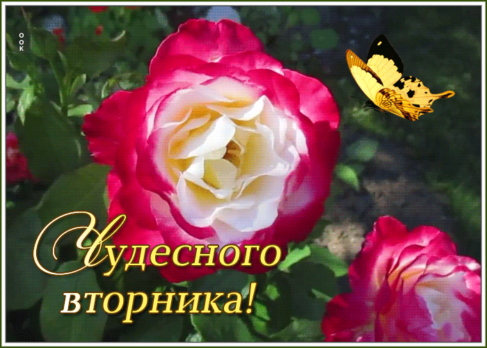 Картинка чудесная открытка с вторником