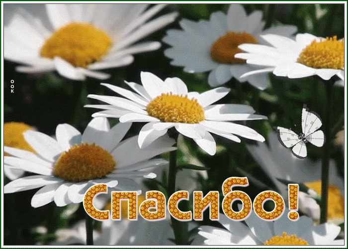 Картинка чудесная открытка спасибо с ромашками