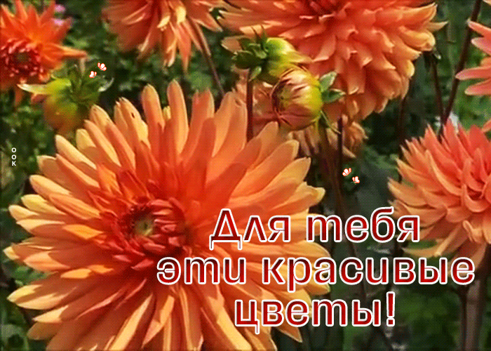 Postcard чудесная картинка для тебя эти красивые цветы