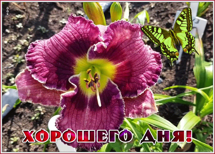 Картинка дивная открытка хорошего дня