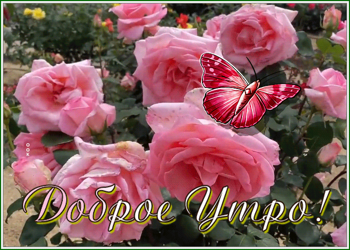 Postcard доброе утро